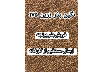 فروش بذر یونجه درجه یک