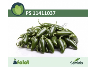 فروش بذر فلفل هالوپینو در کرج قیمت بذر فلفل تند هالوپینو را در سایت
