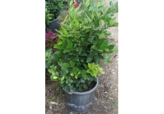 فروش یاس هلندی گلدان پلاستیکی (نهالستان فروزانی) در ساری نهالستان