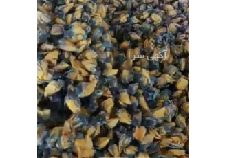 خرید و فروش غنچه گل زرد حلوائی در شیراز مرکز خرید و فروش غنچه گل زرد