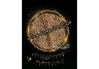 فروش بذر یونجه و بذر علوفه، بوجاری شده
