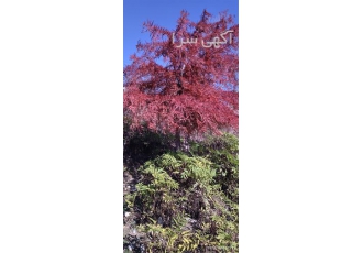 انجام ویزیت گیاهان در منزل در تهران ویزیت گیاهان در منزل دکتر شیرافکن