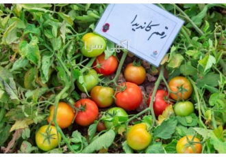 فروش بذر گوجه فرنگی فضای باز کاندیدا در اصفهان بذر گوجه فرنگی هیبرید