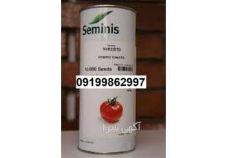 بذر گوجه فرنگی - 8320 پرفروش اصل