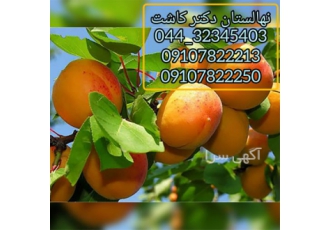 فروش عمده نهال زردآلو پرتقالی