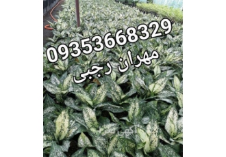خرید و فروش گل اگلونما ( فروش انواع گل اگلونما ) در شهسوار فروش انوع گل