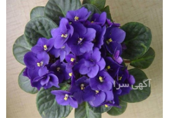 صفر تا صد پرورش بنفشه آفریقایی و گیاهان آپارتمانی در تهران صفر تا صد