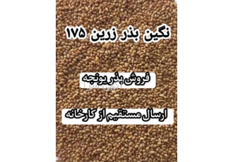 بذر یونجه پایه بلند در رقم های گوناگون در تهران فروش بذر یونجه پایه