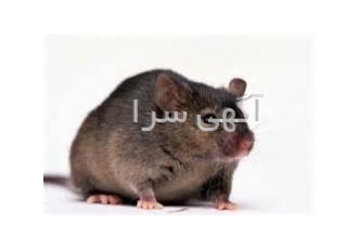 دستگاه الکترونی دفع موش و دفع حشرات شرکت پارس الکترونیک دفتر مرکزی