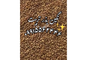 فروش و قیمت بذر یونجه سورت شده