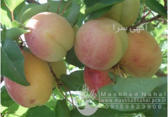 فروش نهال زردآلو شاهرودی