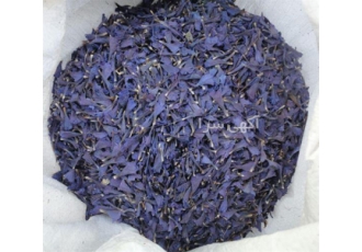 خرید گل گاوزبان