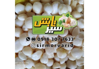 فروش سیر مروارید همدان / ثوم مخلل