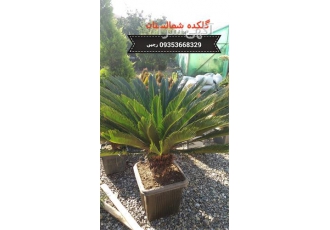 فروش گل و گیاه بیرونی و آپارتمانی و زینتی