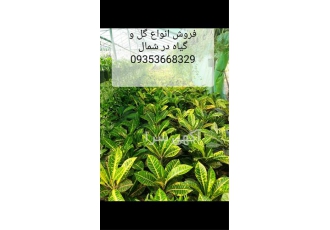 پرورش و فروش گل و گیاه به قیمت عمده