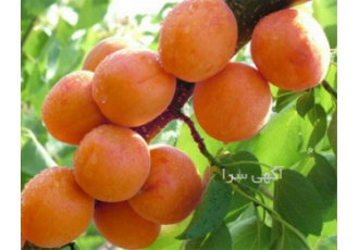 فروش درخت زردآلو پیوندی در ساری فروش درخت زردآلو پیوندی زرد آلو ملقب