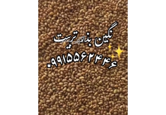 فروش بذر یونجه و بذر علوفه درجه یک