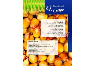 بذر ذرت علوفه ای جوین 98