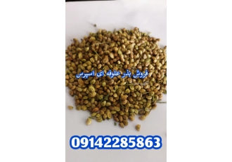 فروش بذر اسپرس