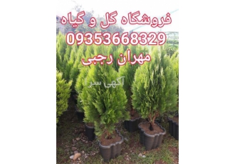 فروش گل های فضا باز و فروش درخت جنگلی شمال کشور در تنکابن فروش گل
