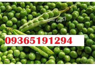 بذر نخود فرنگی خوب بذر در مشهد قیمت و فروش بذر نخود فرنگی ارسال