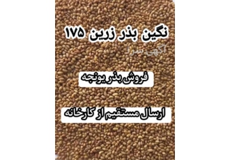 فروش بذر یونجه با قیمت تولیدی در زابل فروش ارقام مختلف بذر یونجه پایه