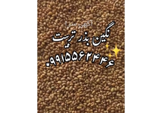 فروش ویژه بذر یونجه با نازلترین قیمت بازار