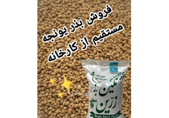 فروش بذر یونجه سورت شده