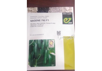 فروش بذر خیار ناگین ۷۹۲ در کرج قیمت بذر خیار ناگین 792 F1 را در سایت