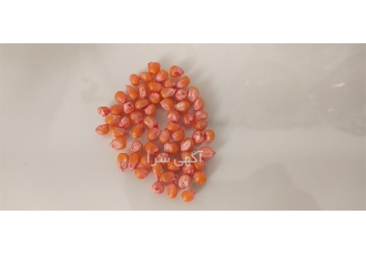 فروش بذر یونجه - فروش بذر ذرت - فروش بذر علوفه