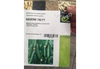 بذر خیار ناگین با قیمت خوب در شیراز خیار گلخانه ای ناگین دارای 2 تا 3