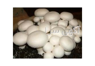 فروش بذر قارچ خوراکی مستقیم از واحد تولیدی