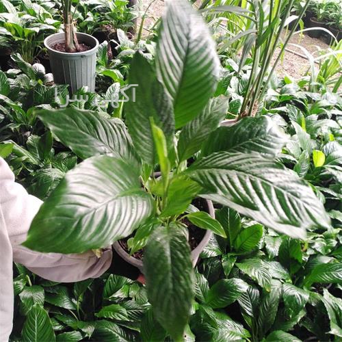 آگهی های گل و گیاه - اردبیل