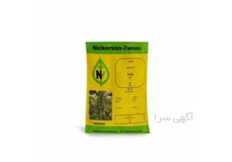 عرضه خیار شهاب، با قیمت مناسب