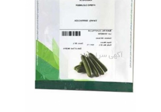 فروش بذر خیار با تنوع بالا و کیفیت عالی