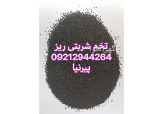 فروش تخم شربتی ریز هندی