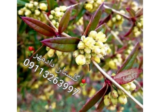 فروش گیاه بربریس در نشتارود گل و گیاه دادمهر فروشنده ی گیاه بربریس