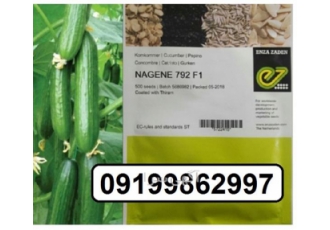 قیمت بذر خیار ناگین ، فروش بذر خیار ناگین