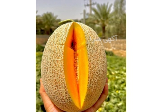 قیمت فروش بذر ملون دژگاه در کرج قیمت بذر ملون دژگاه را در سایت کاشف بذر