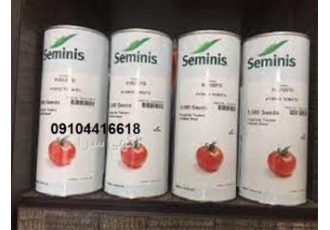 تولید کننده بذر گوجه فرنگی هیبرید 8320