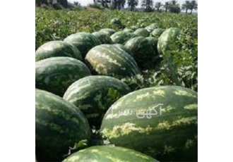 عرضه بذر هندوانه بی 34 ، B34