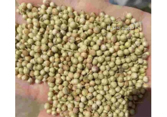 فروش تخم گشنیز - خرید تخم گشنیز
