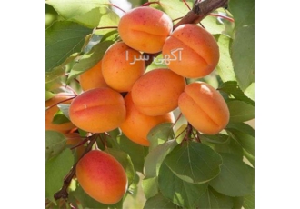 خرید و قیمت نهال زردالو رکسانا - نهالستان تک فیدان خرید و قیمت نهال زردالو رکسانا - نهالستان تک فیدان