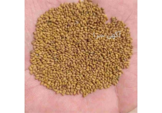 فروش بذر یونجه تضمینی ، بذر یونجه همدانی اصیل