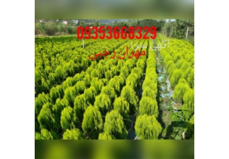 پرورش و فروش گل و گیاه فروش عمده گل و گیاه در تنکابن پرورش و فروش گل