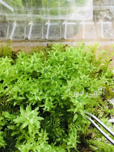 بذر گیاهان تراریومی