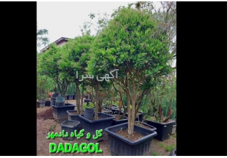 فروش یاس هلندی درجه 1