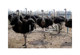 پیش فروش جوجه شترمرغ۱۳۹۷ شرکت منتخب پیش فروش جوجه شترمرغ بهترین