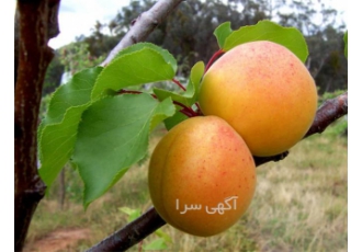 فروش عمده نهال زردآلو عسگری با قیمت مطلوب