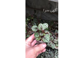 فروش عمده تنگ تراریوم -فروش سنگ و خزه